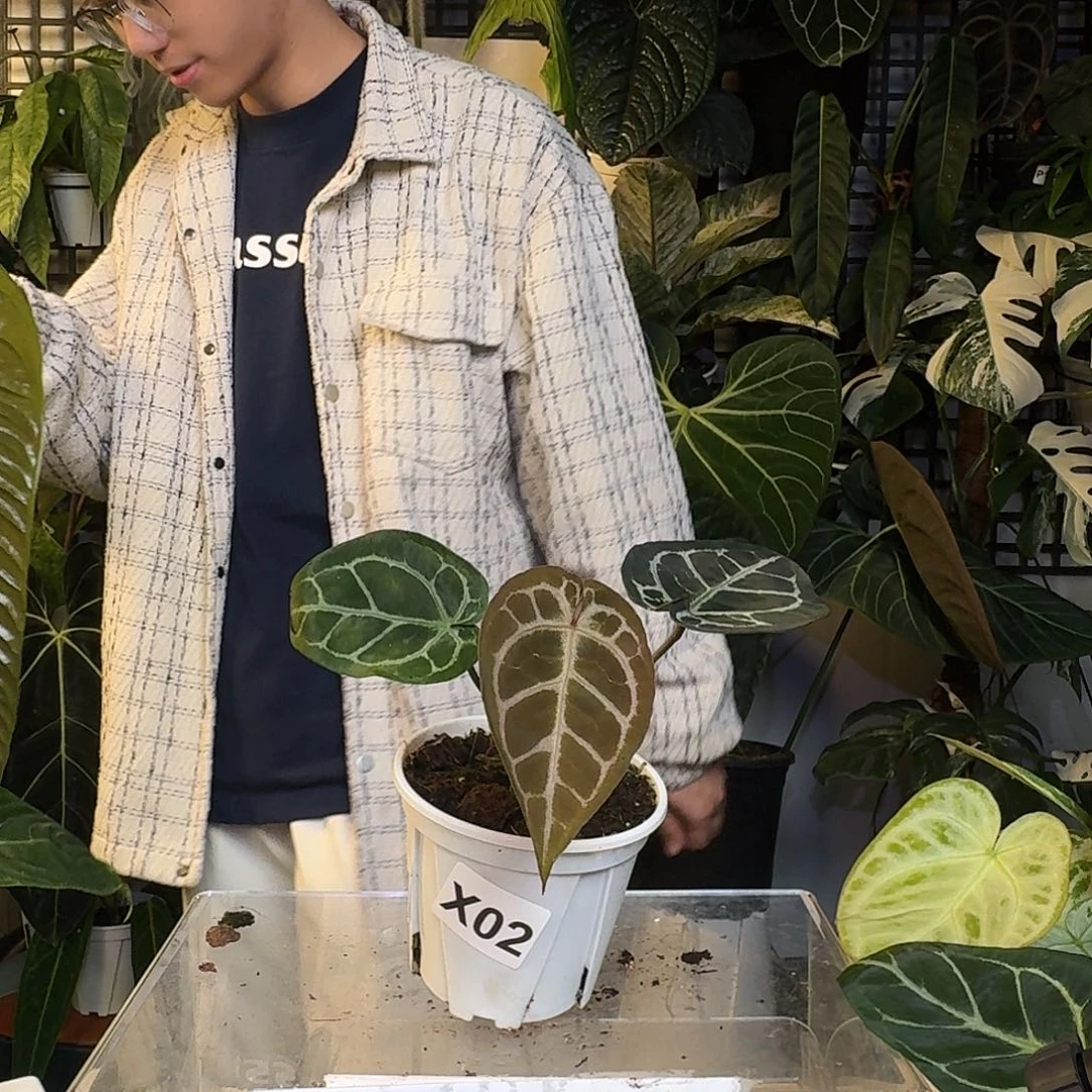 完全开放X02粉脉极致小钻石
