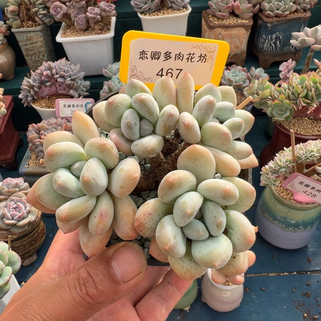 467号香水老桩无砍多头