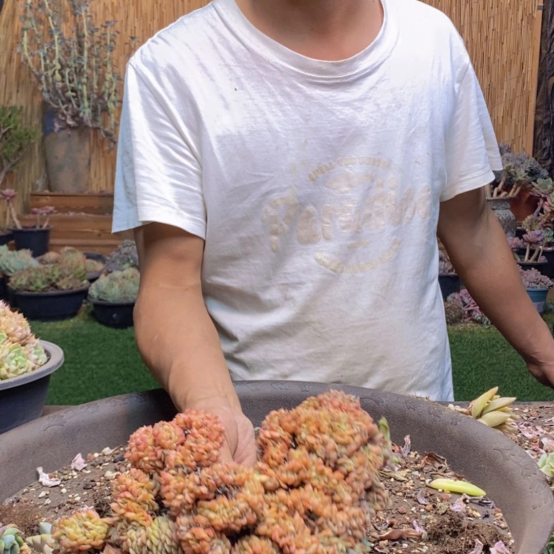 -****_91号缀化老桩