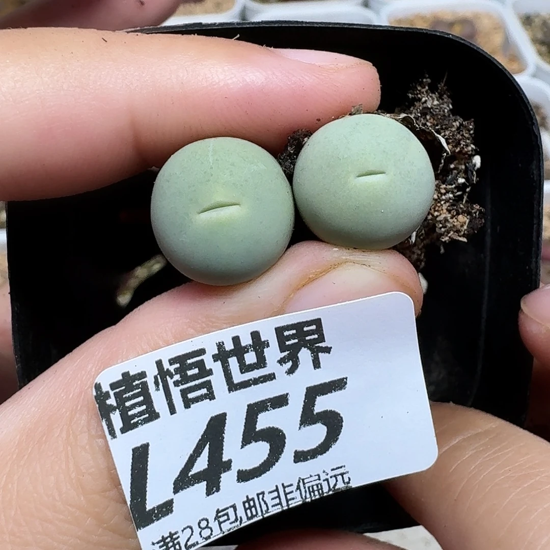 多肉植物的人生gbn