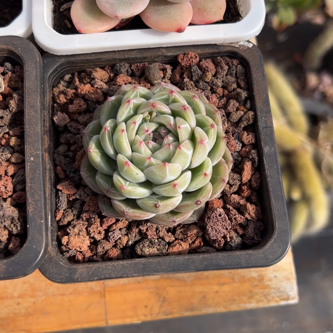 多肉雪花珍妮【非偏远地区满18包邮】