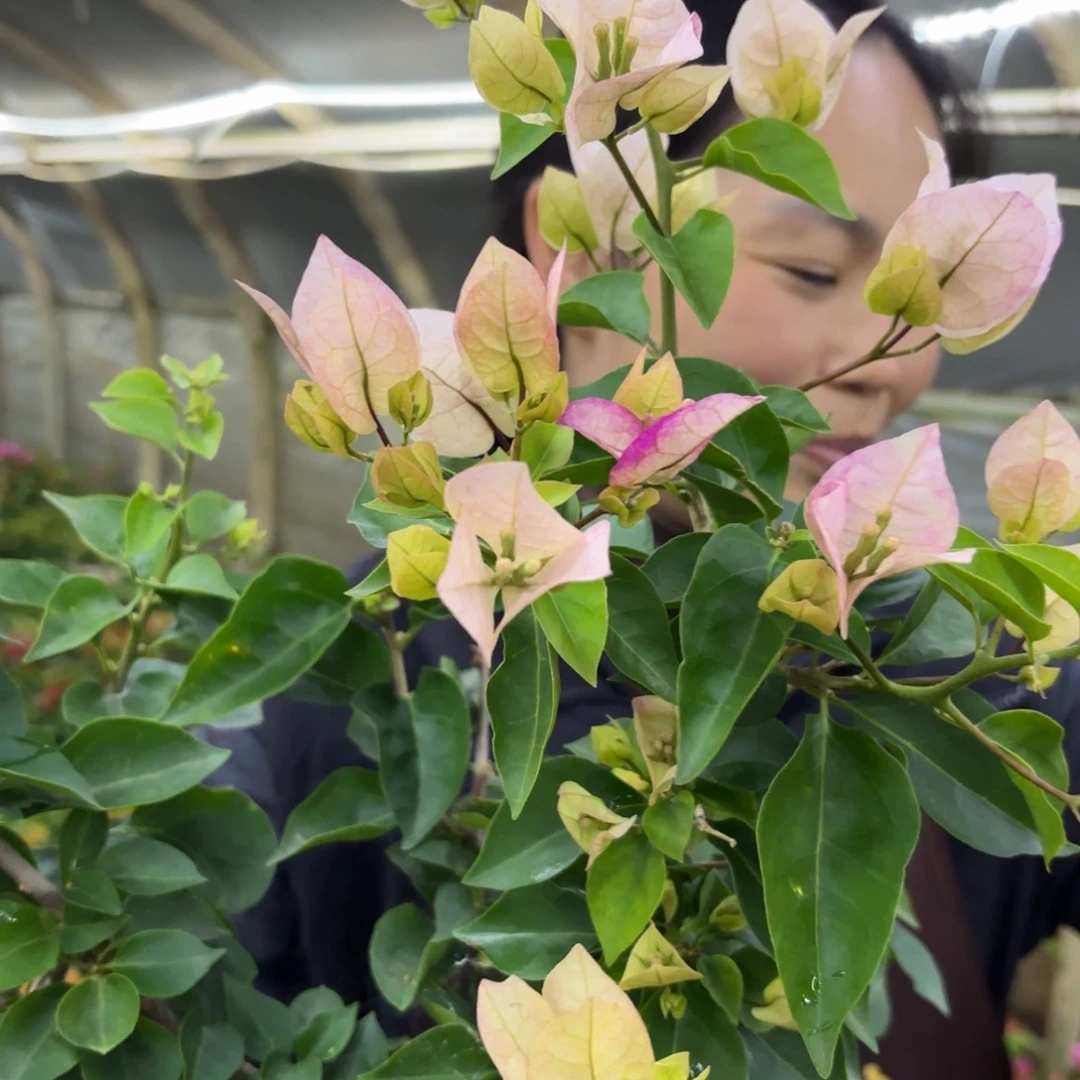 完全开放（皇后）三角梅带花苞会落花落叶苗有大有小