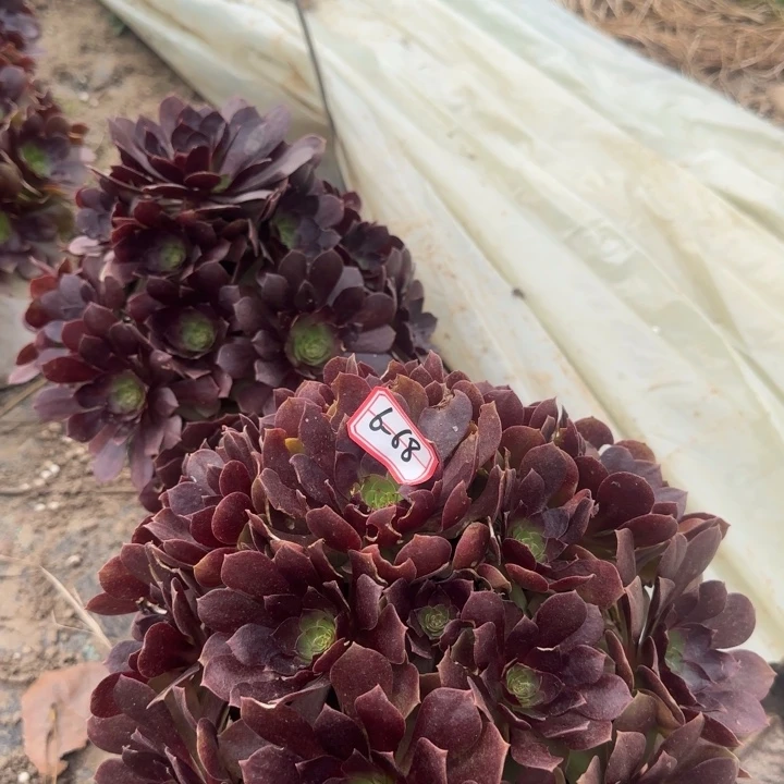6-68赤焰莲多肉不包售后