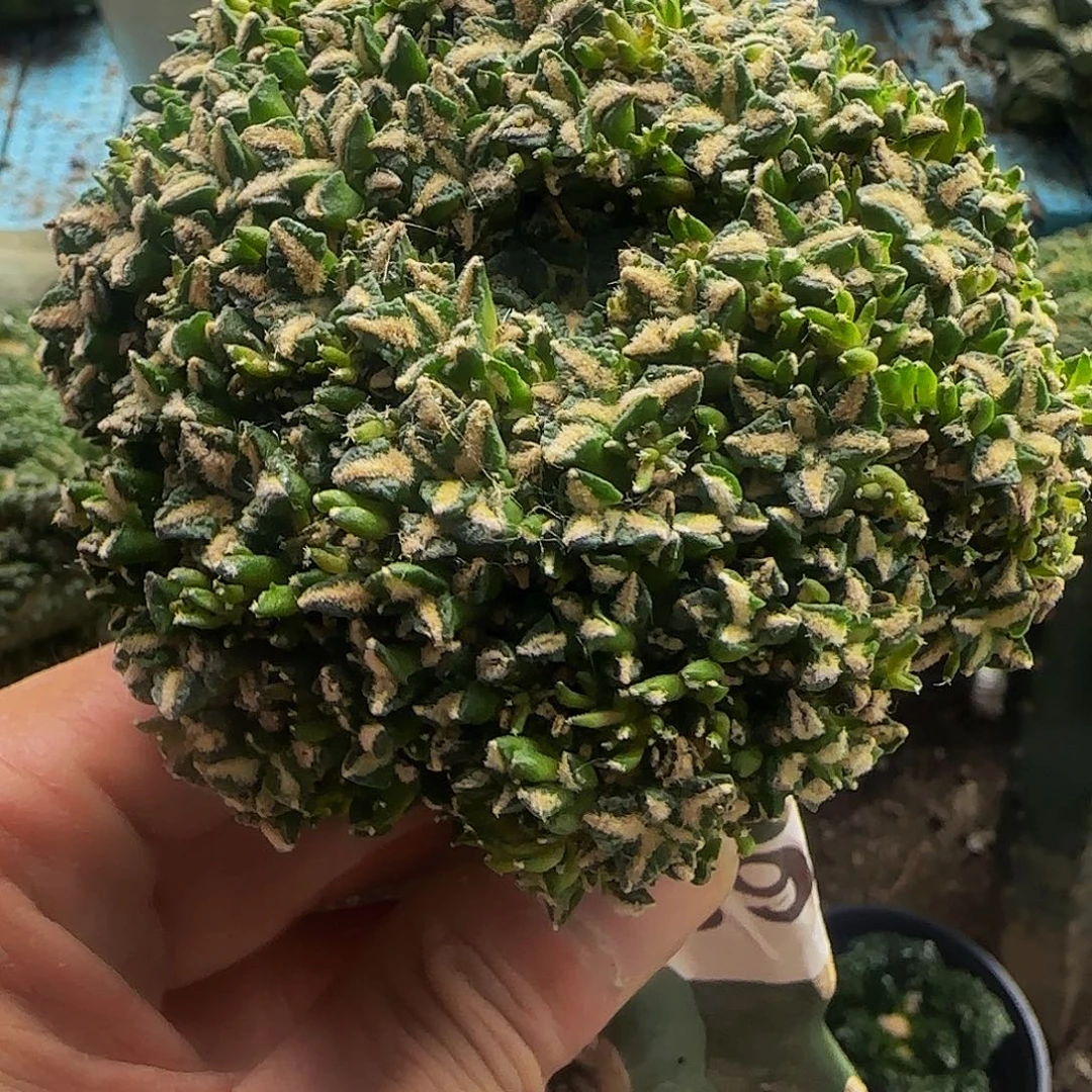 姬牡丹群头093仙人球