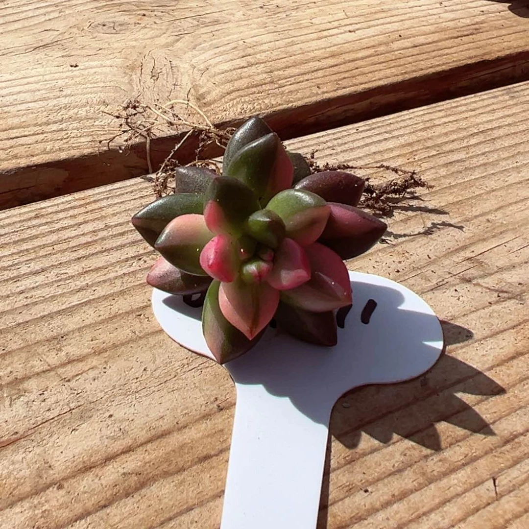 瑶****?0124-11美人系锦