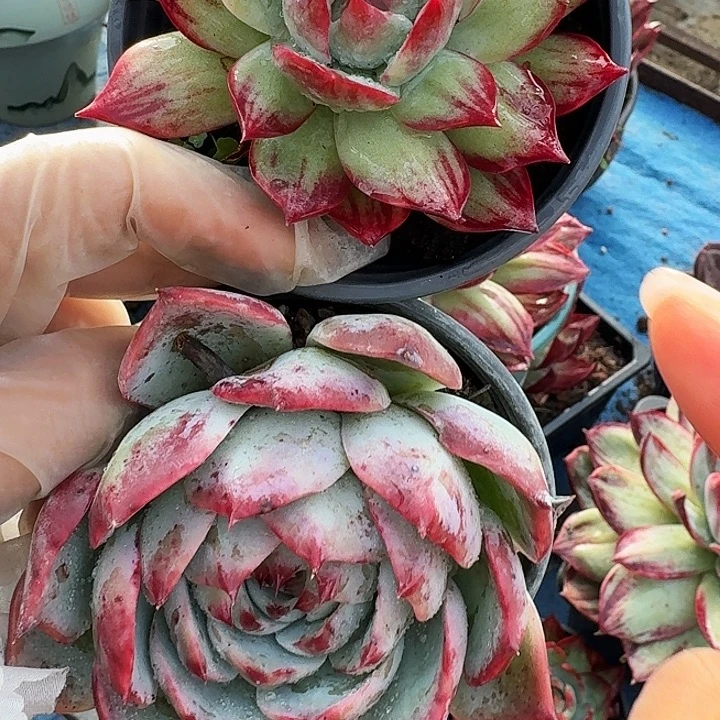 惊鸿仙子量拍拉丝 6 公分➕小迷你 4 公分