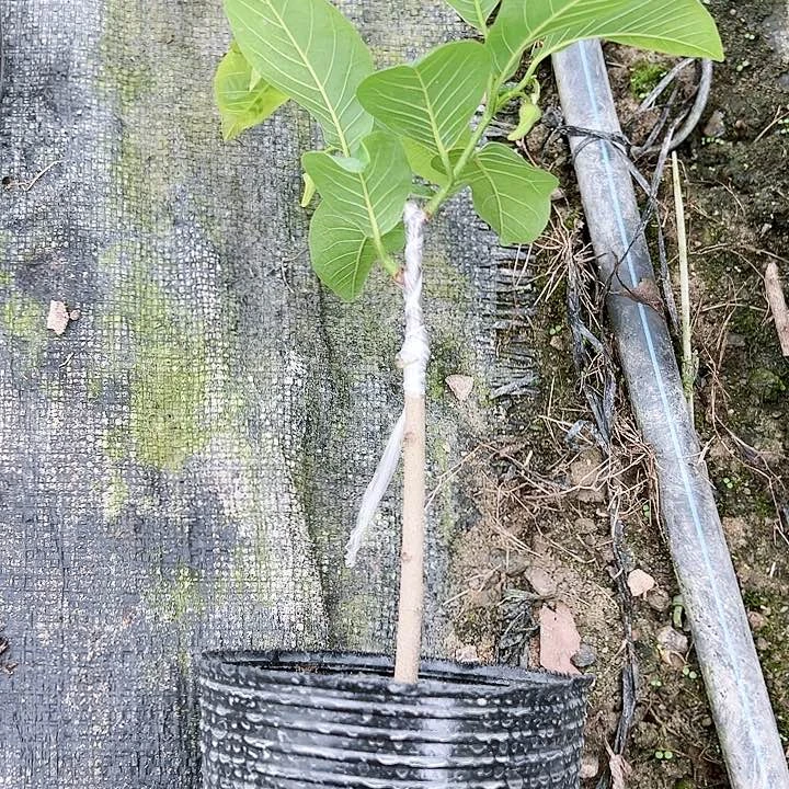 珍珠芭乐用****9145578888888