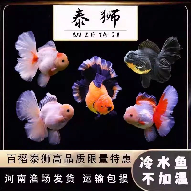 好养耐活冷水鱼 观赏鱼，进口血统百褶泰狮