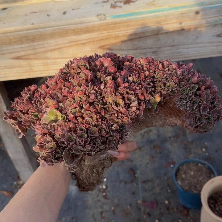 玫瑰特砍头根系不多大事26