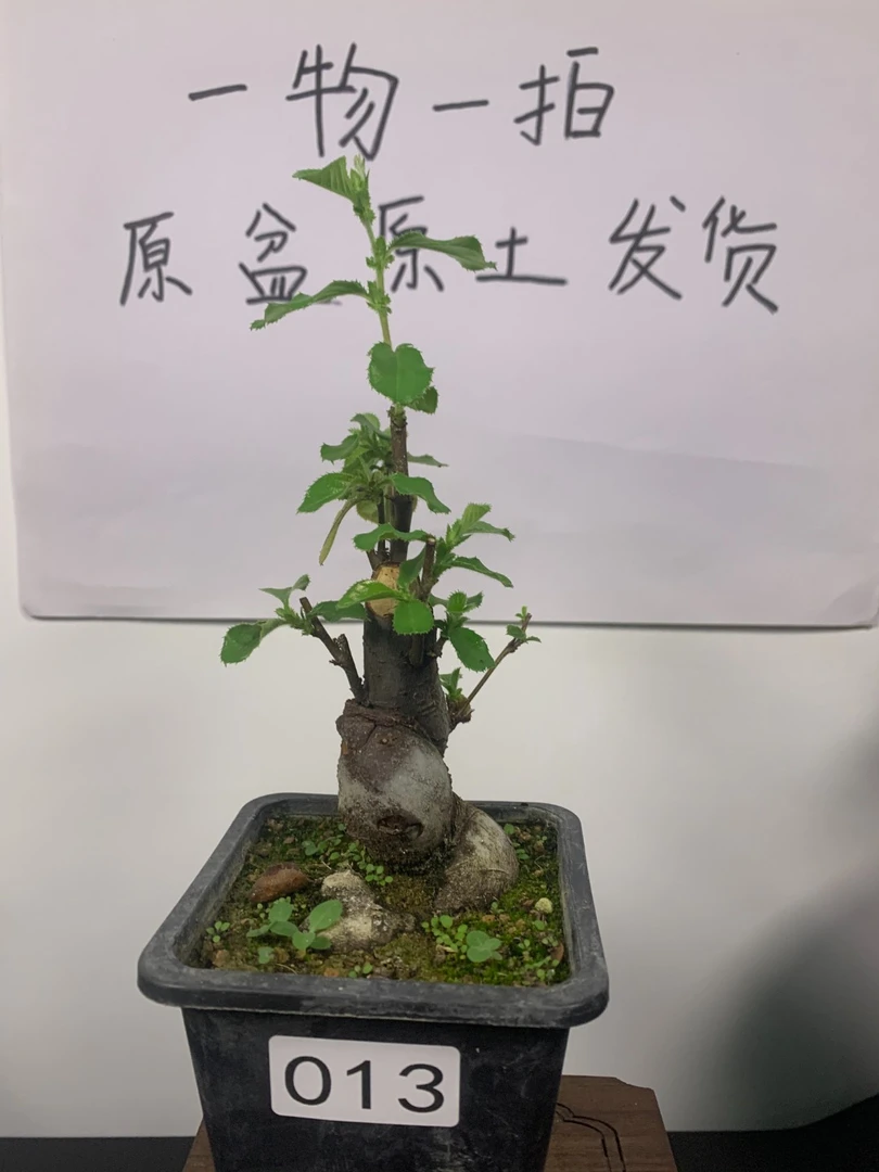 木瓜等多种盆景老桩