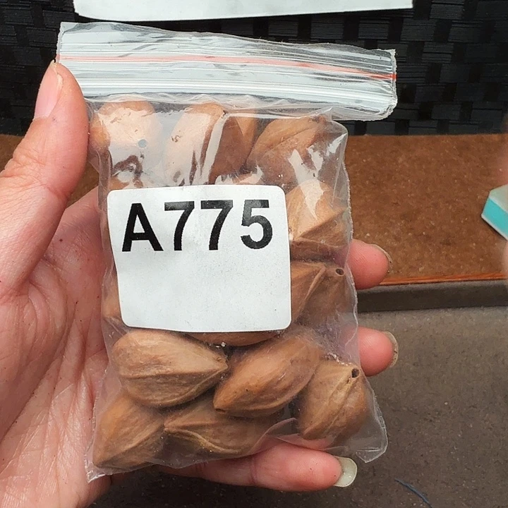 4***4橄榄核手串/手链橄榄