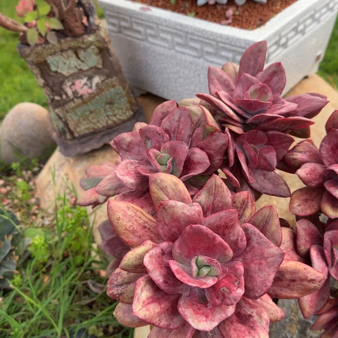 加***妹多肉植物多肉植物