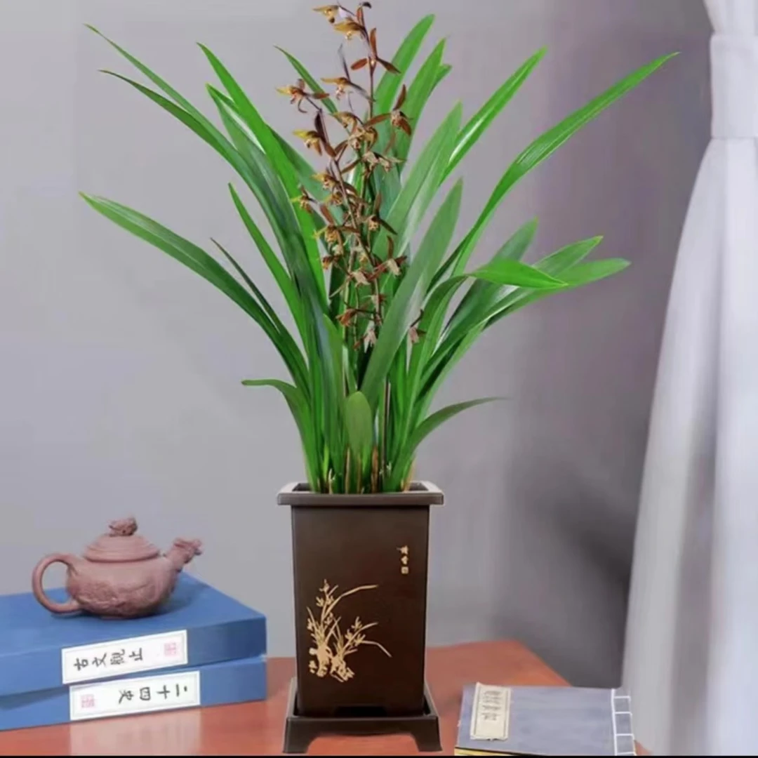 【8苗-12苗】墨兰盆栽兰花企黑植物浓香花卉室内四季好养耐寒植物