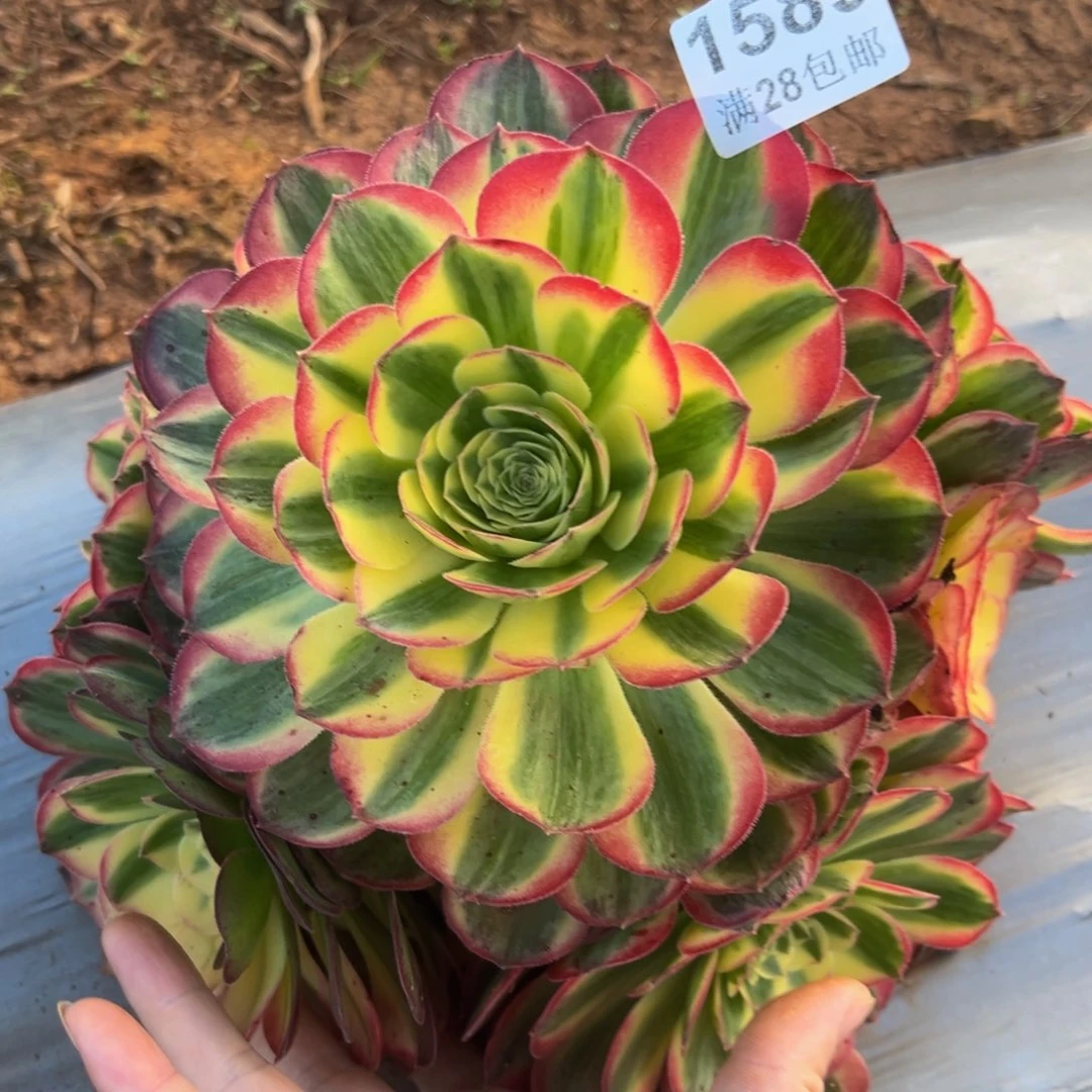 多肉植物1589海仙