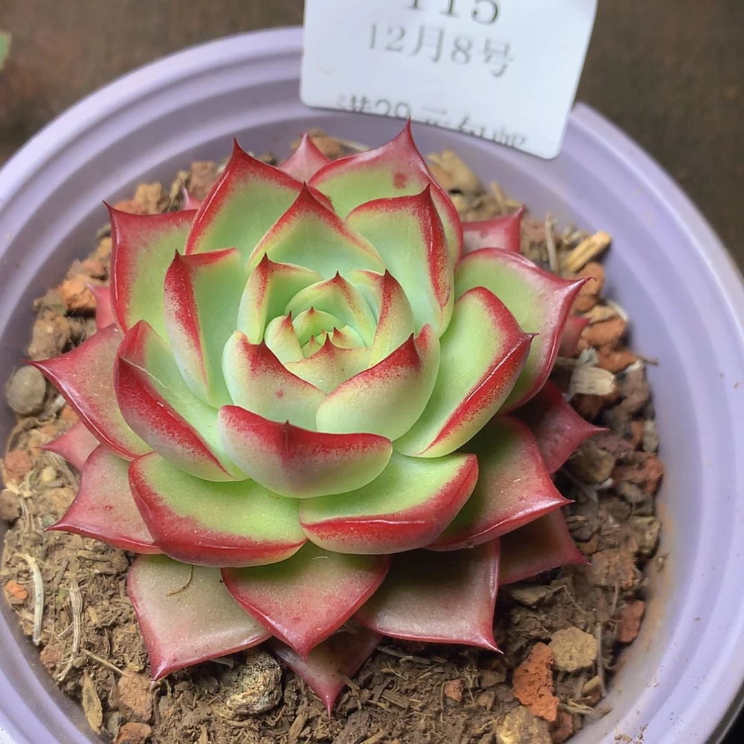 【闪购商品】云115号