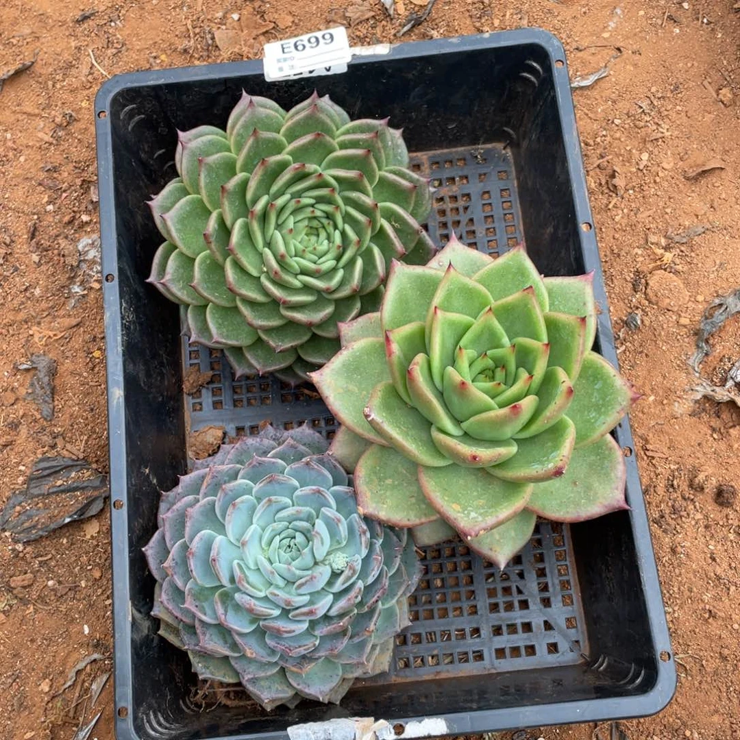 楊***无花朵若如东云组拍E699