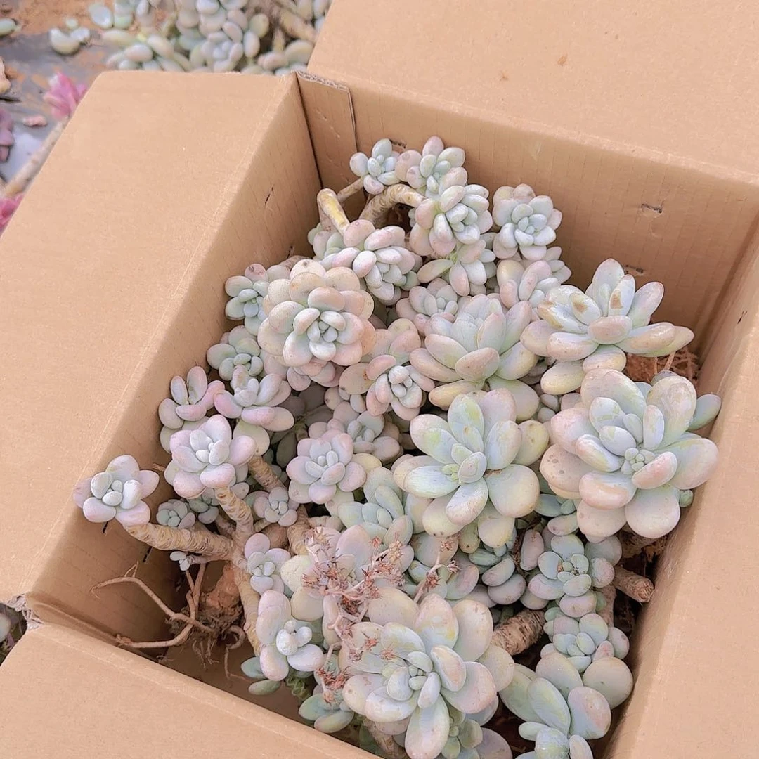 地栽洛神多肉不售后