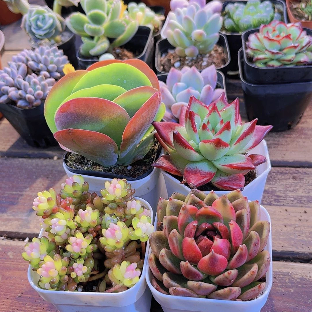 唐印➕七彩龙珠➕红乌木➕黑玫瑰