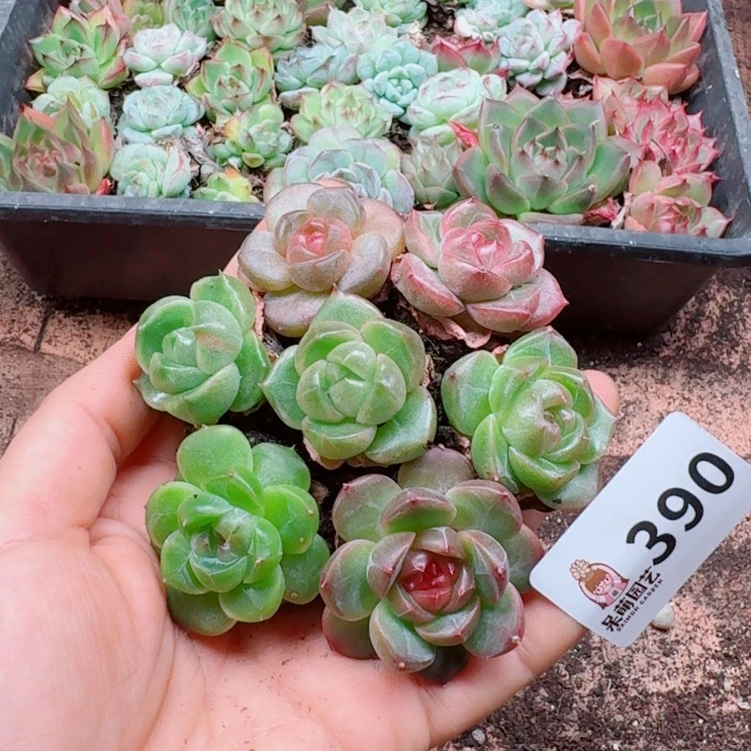 闪****多肉植物多肉植物