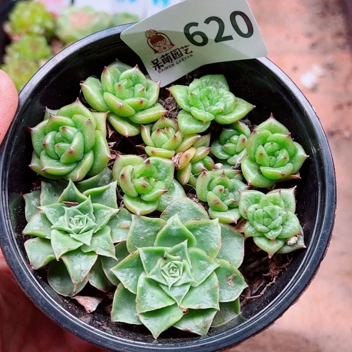 多肉植物多肉植物