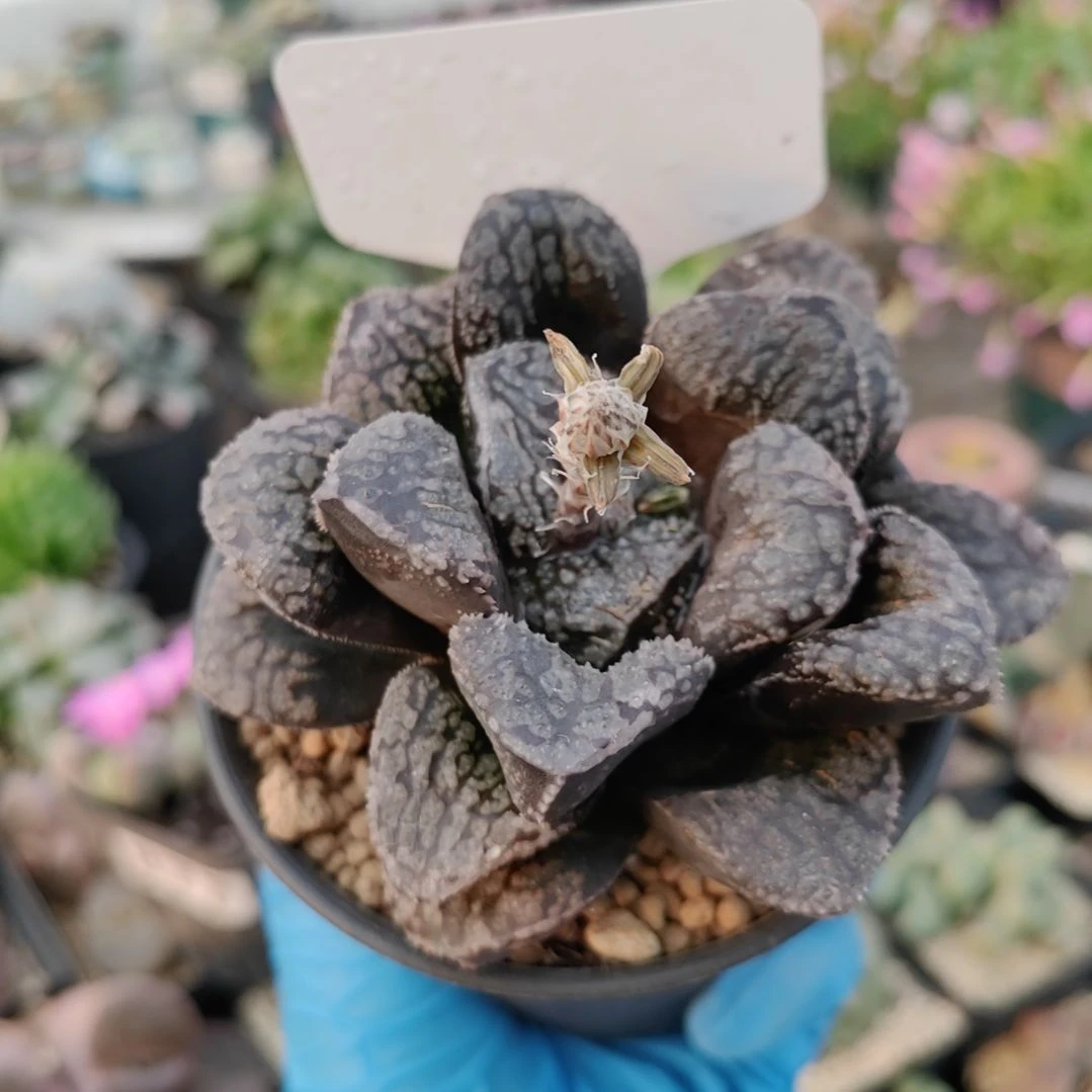 603 实生黑魔多寿母本 带盆土