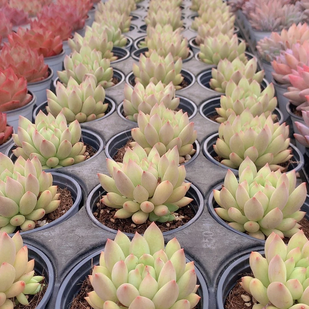 黄体虞美人888077777777.7.