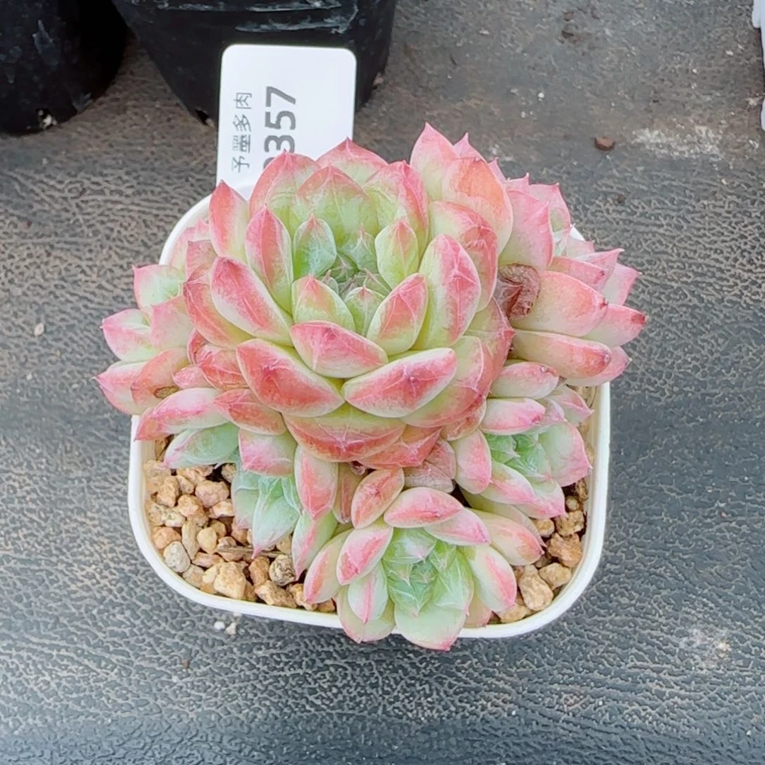 寒江雪群9357多肉植物