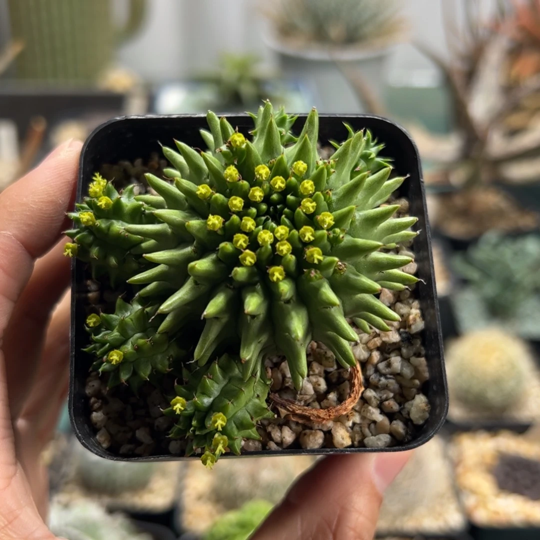 实生海胆大戟脱土发货