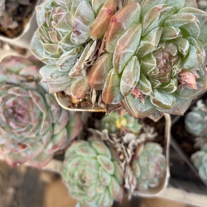 战后670呀呀呀呀呀呀呀呀雨速速速