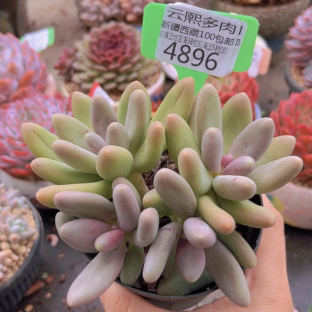 4896糖果美人。