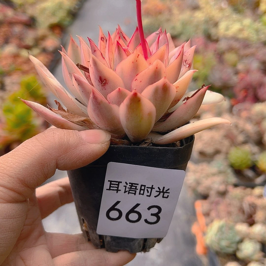 663，月光女神锦，带盆带土发货