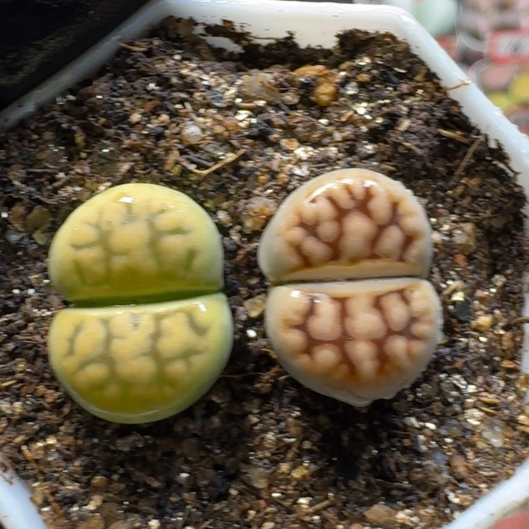 生石花23:：：。  236