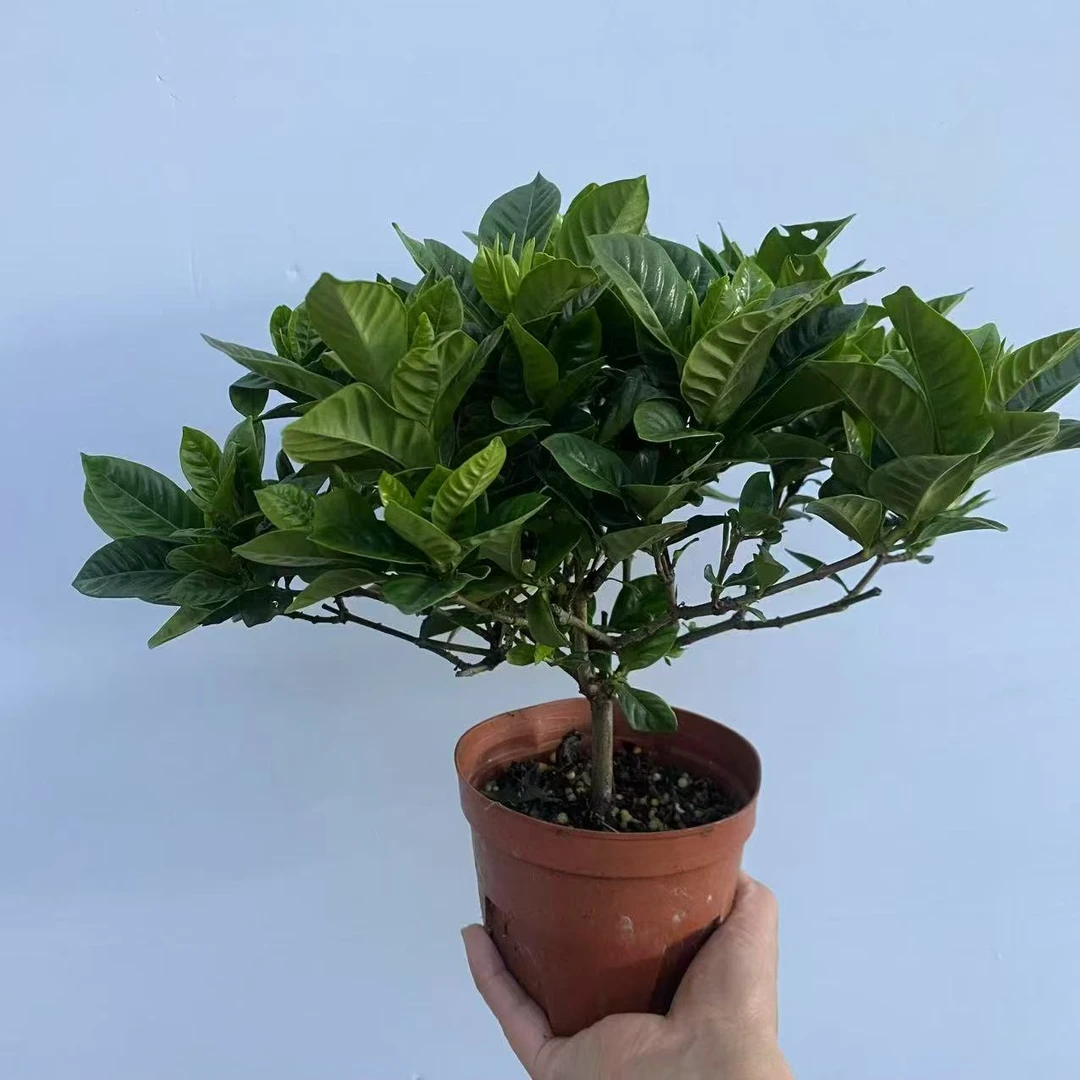 玉堂春栀子花棒棒糖造型绿植小盆栽黄栀子浓香型大叶盆景