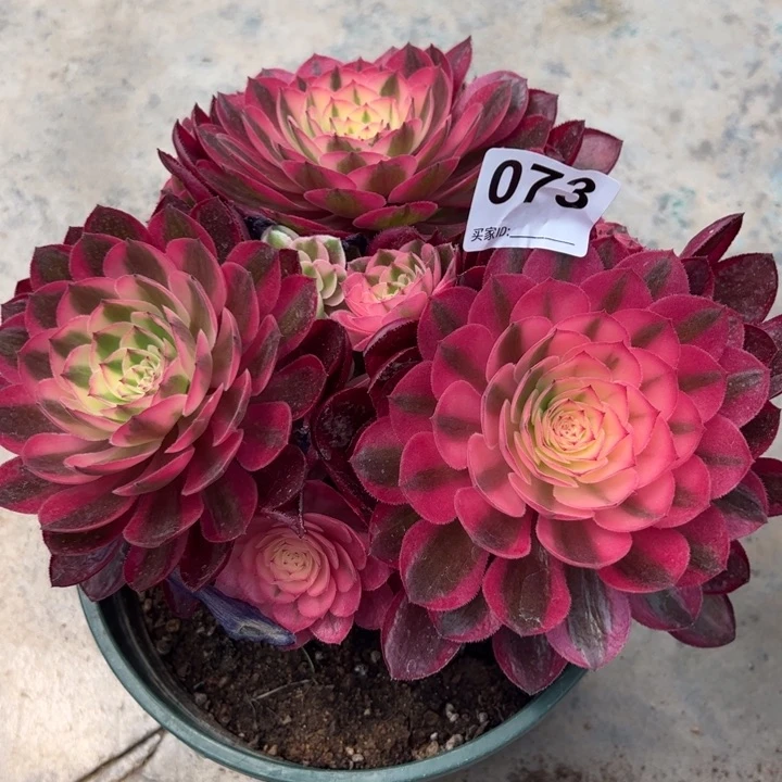 073倾城朵朵20厘米左右嫩庄
