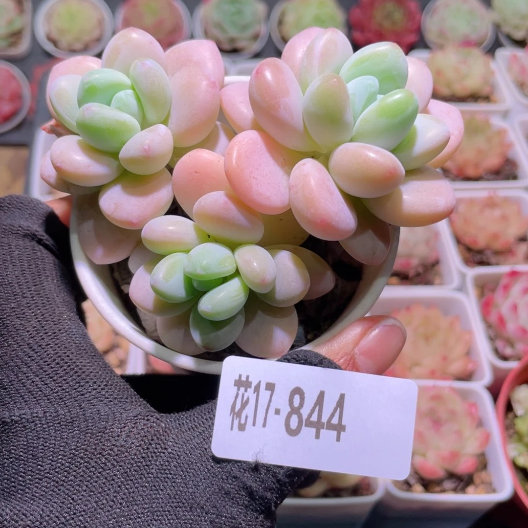 花利美17-844洛神