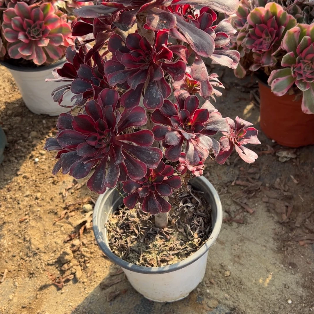 959香内儿多肉植物法师多肉