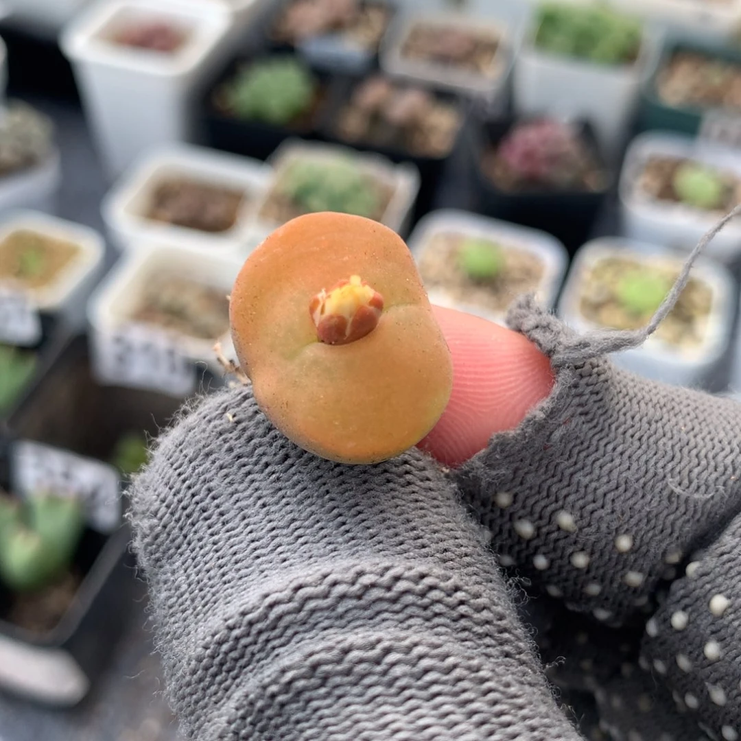 a684蟠桃母本一颗