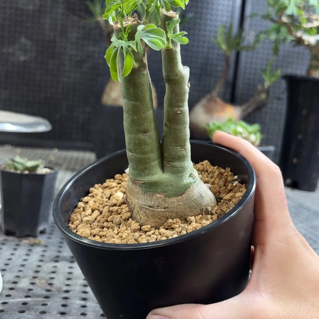 幻蝶蔓26669696669696