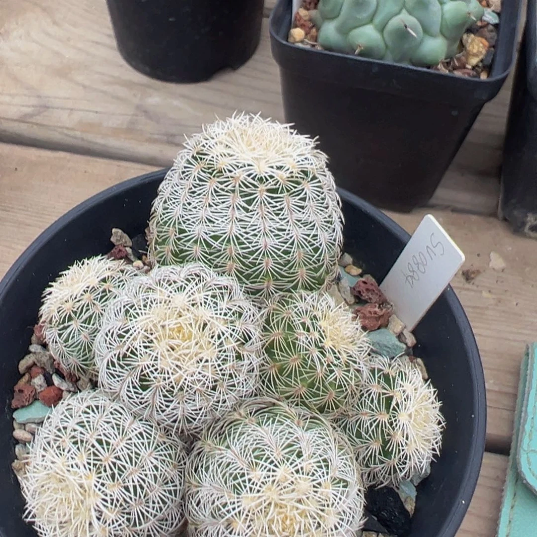 圣诞虾仙人球多肉植物