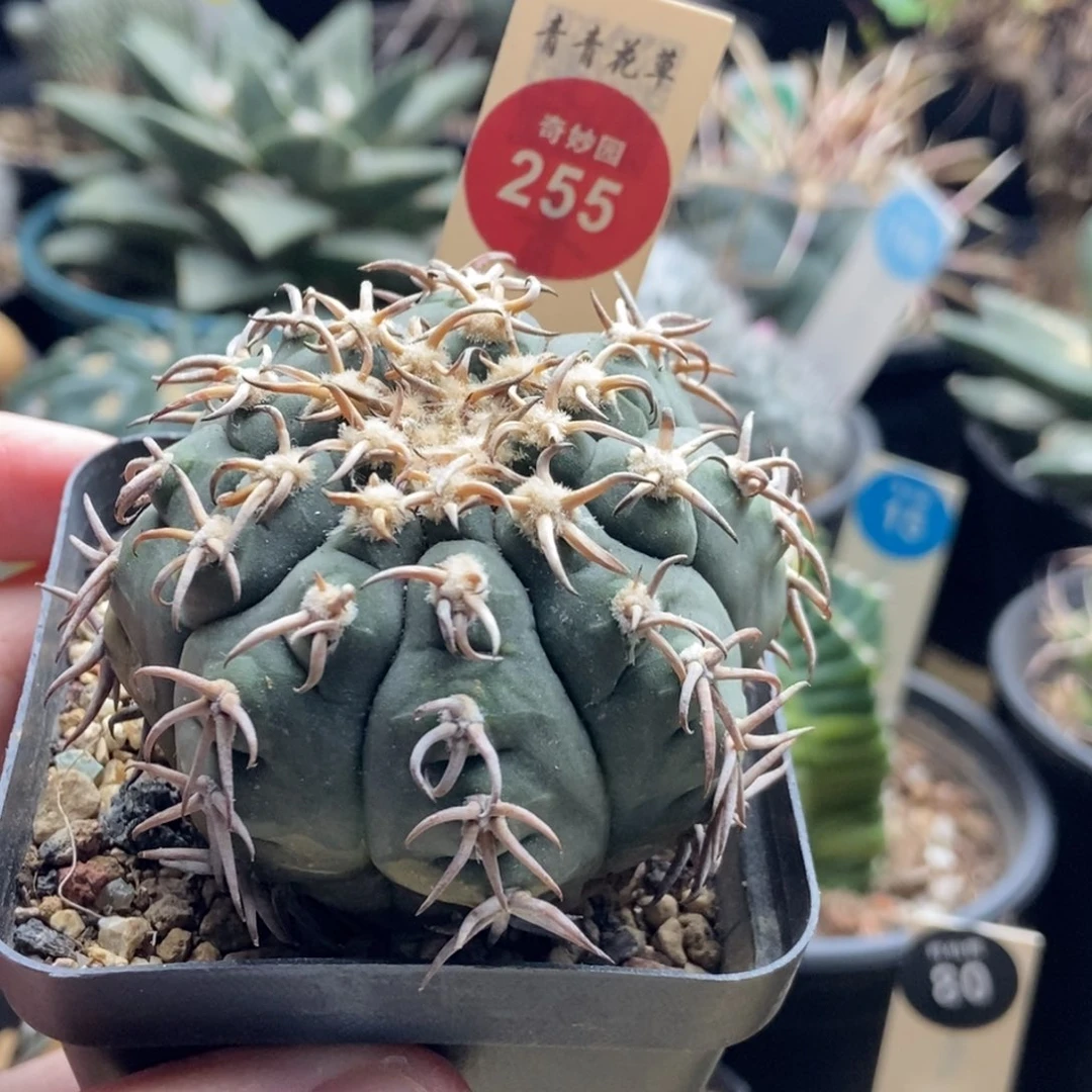 自根密刺猫爪5.8cm