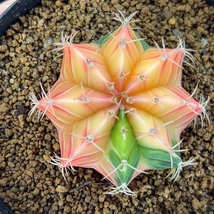 泰国米哈仙人球实生