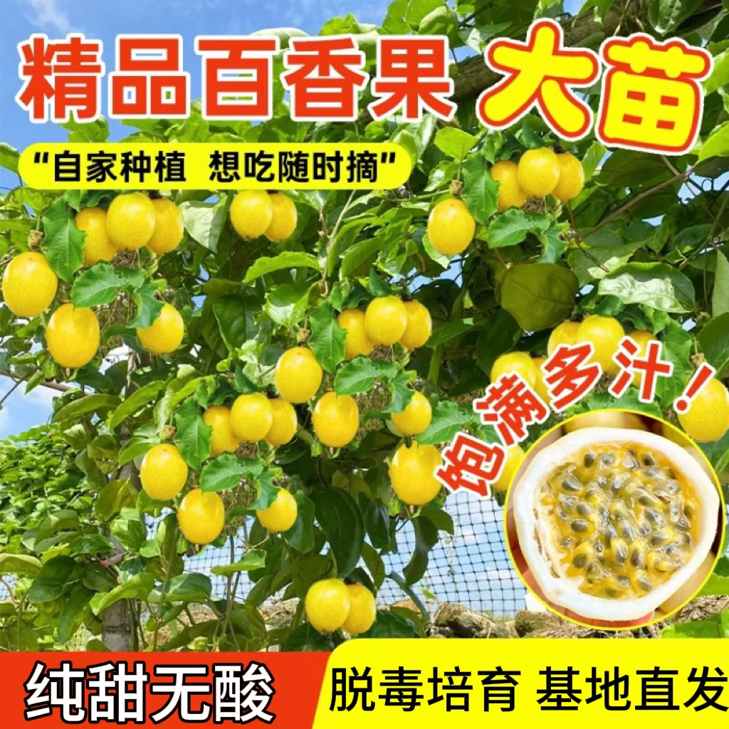 优质钦蜜9号黄金百香果树苗四季结果嫁接苗盆栽地栽爬藤阳台庭院