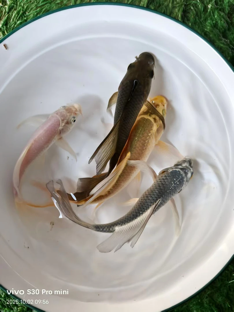 直播间101~200号一物一拍锦鲤观赏鱼！