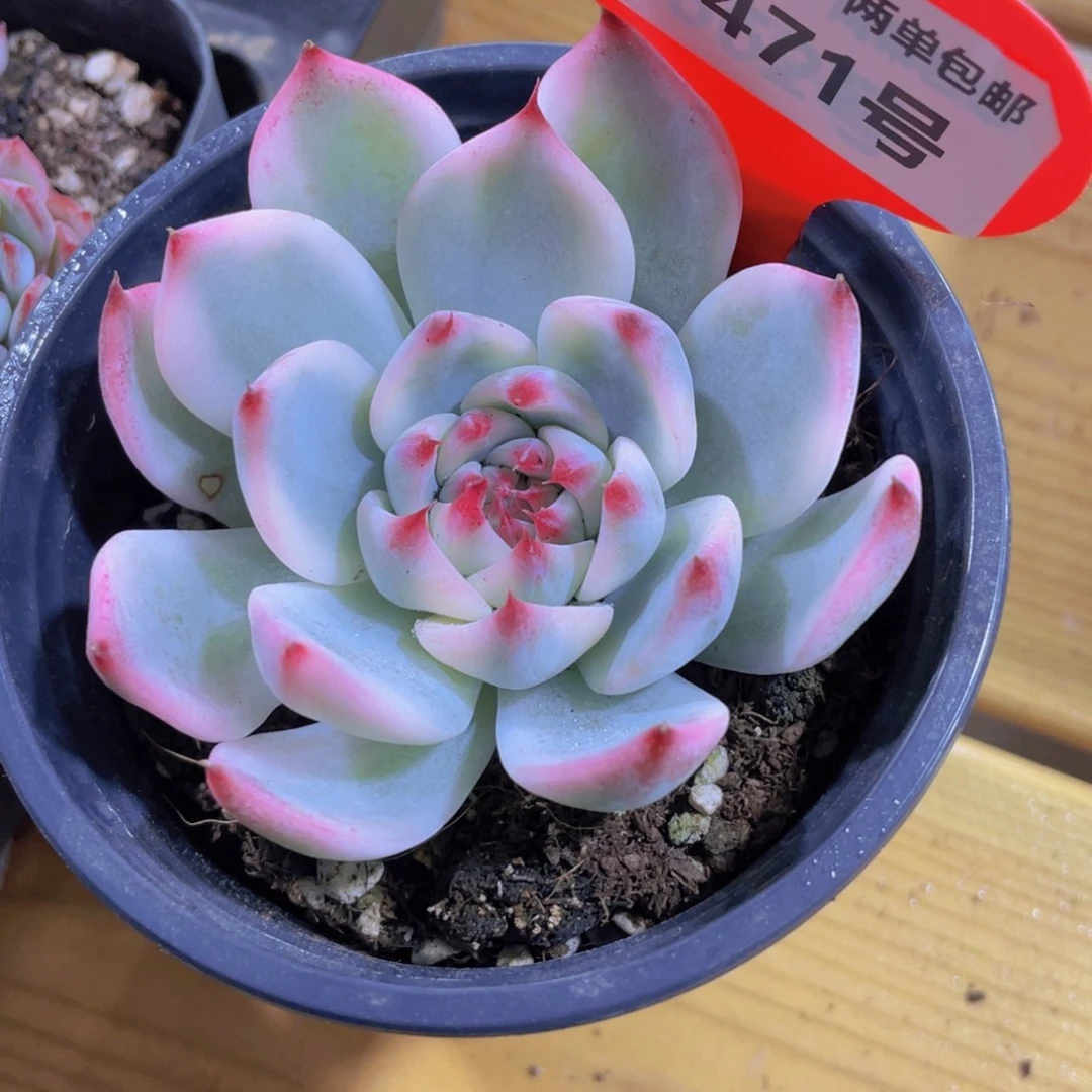 1471号 全状态吉娃娃锦捡漏