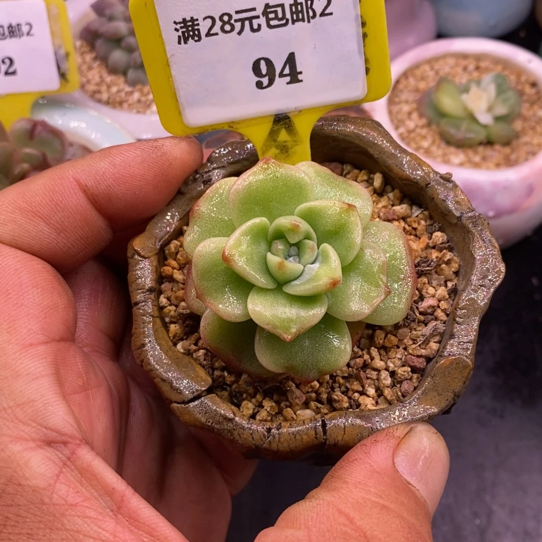 294老冰玉石化锦老桩