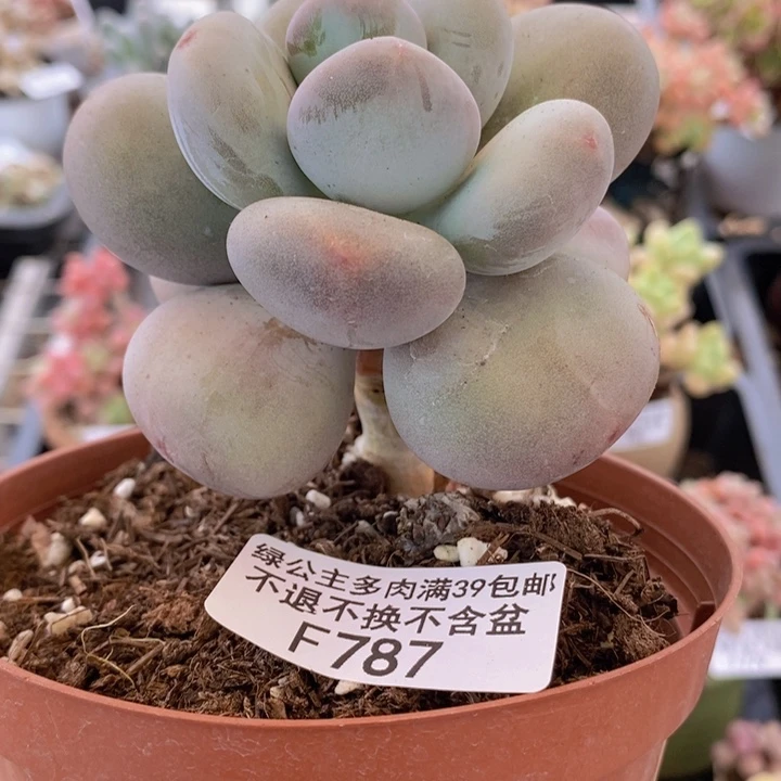大叶奶单头肥炸叶787多肉植物