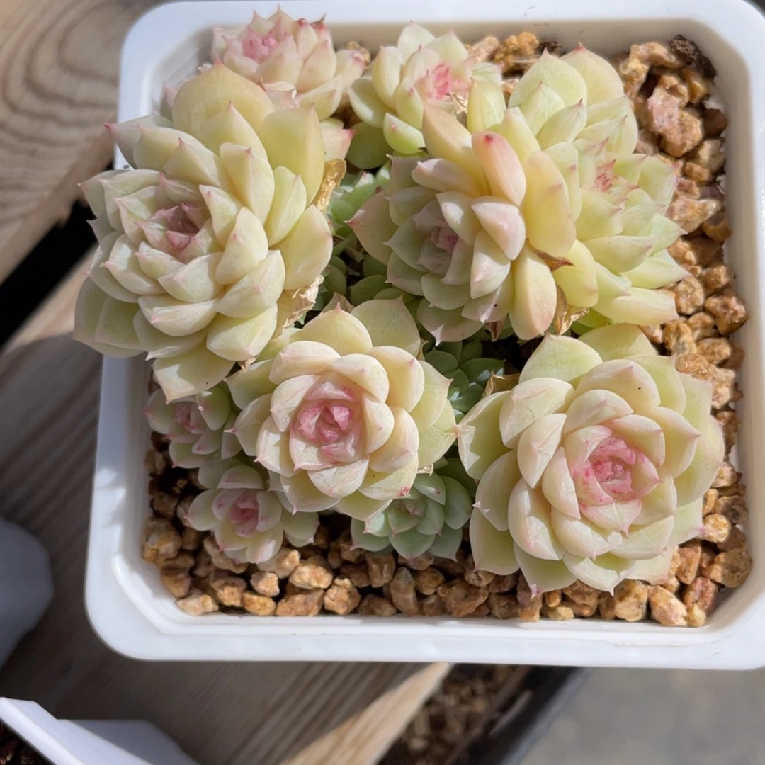 优选白底紫心女王1278