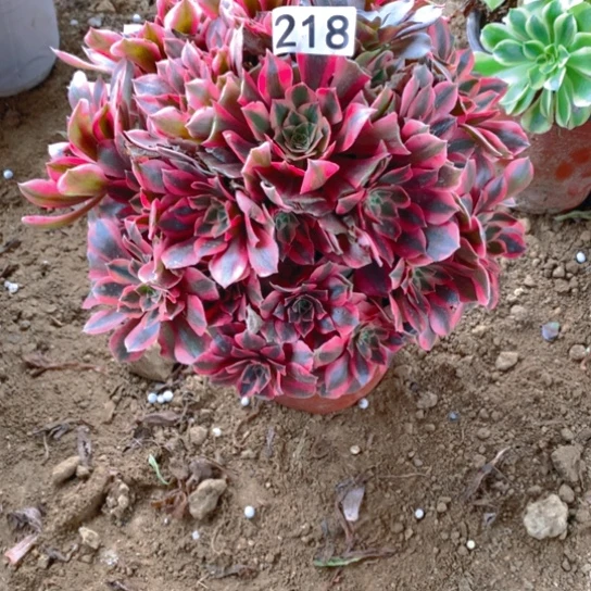 无花朵218多肉植物女妖