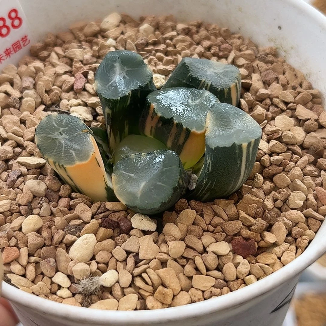 288山之翠万象锦福利