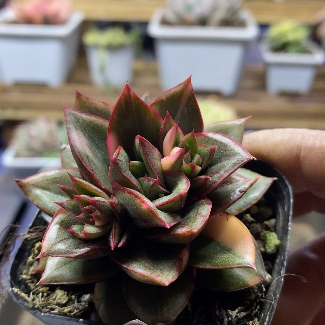 1626 麒麟座花脸锦